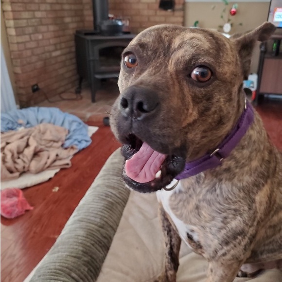 Meet your Posher, Cami - Picture 1 of 16